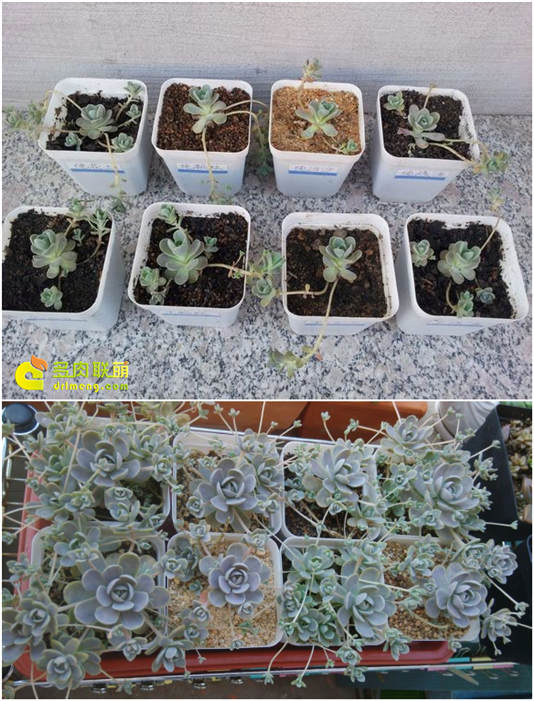 子持莲华各介质种植实验对比-3