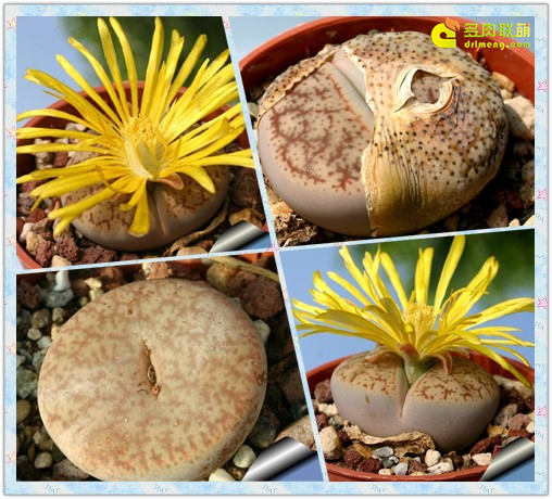 曲玉 Lithops pseudotruncatella