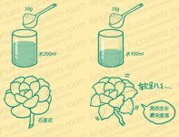 影响多肉植物扦插成活的重要因素