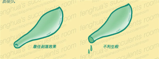 多肉扦插,叶片的选取方式