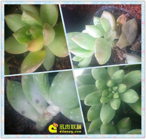 多肉植物出现黑斑病的病症,黑斑、化水、掉落