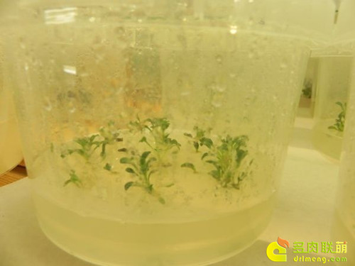 植物组织培养