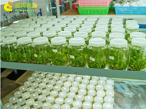 植物组织培养实验室