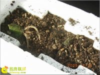 多肉植物快递为什么要脱土