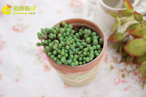 用红陶盆种植的薄雪万年草