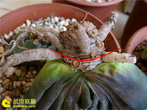 玉扇修根教程2
