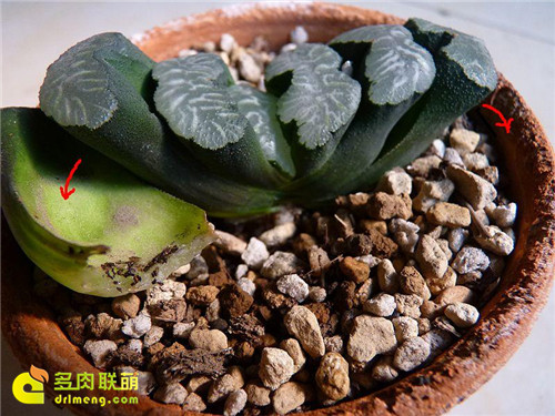 玉扇修整形状教程3