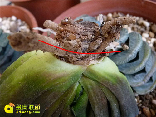 玉扇修根教程1