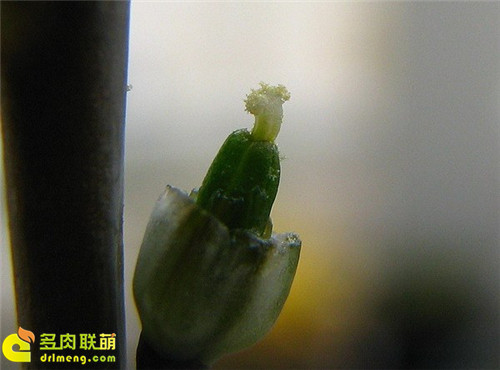 十二卷授粉流程9