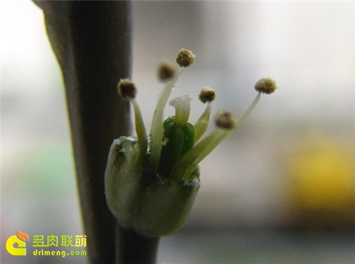 十二卷授粉流程6
