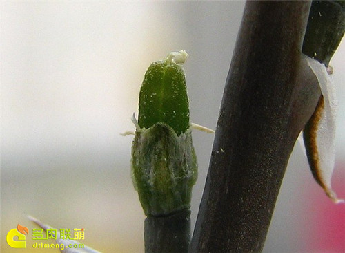 十二卷授粉流程10