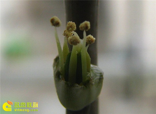 十二卷授粉流程5