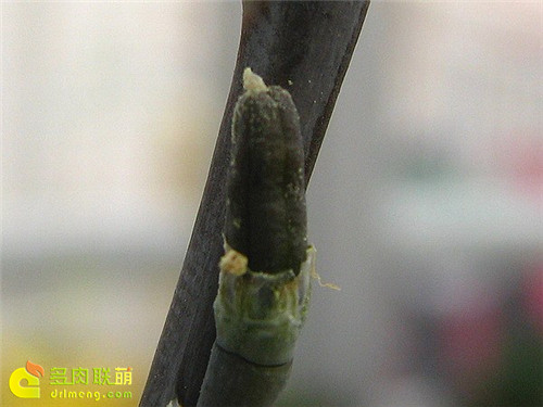 十二卷授粉流程11