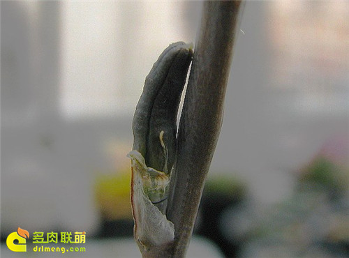 十二卷授粉流程12