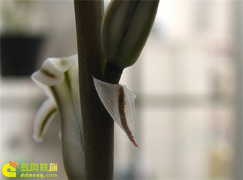 十二卷授粉流程4