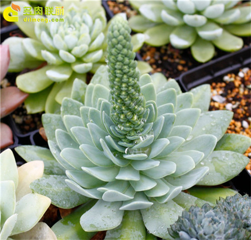 多肉植物的冬季养护--10