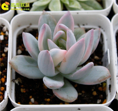 多肉植物的冬季养护--7
