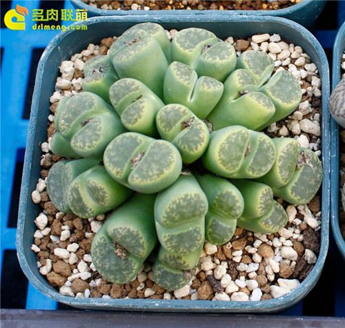 多肉植物的冬季养护--14