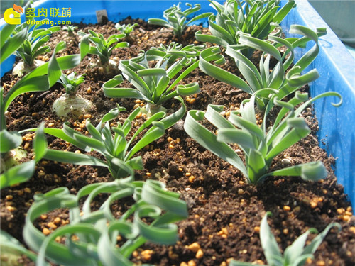 多肉植物的冬季养护--20