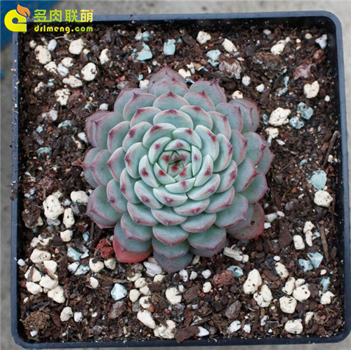 多肉植物的冬季养护--3
