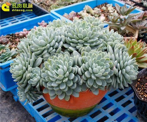 多肉植物的冬季养护--1