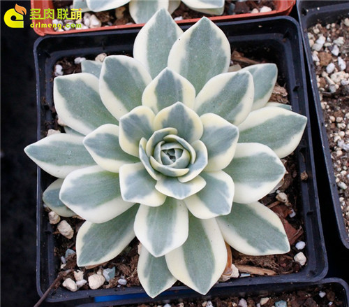 多肉植物的冬季养护--9