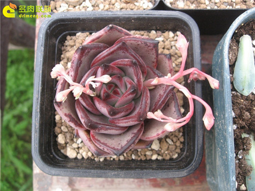 多肉植物的冬季养护--6