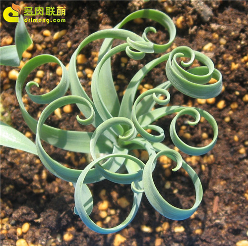 多肉植物的冬季养护--19