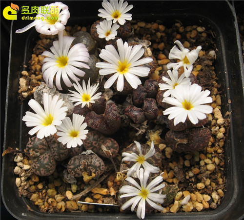 多肉植物的冬季养护--15