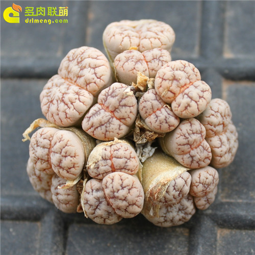 多肉植物的冬季养护--13