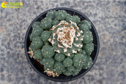 多肉植物的冬季养护--17