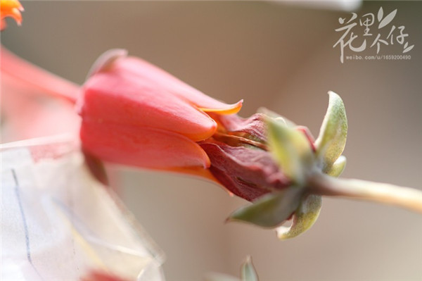 将两个花朵对接