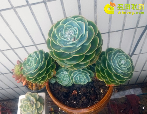 叶心积水的玉蝶