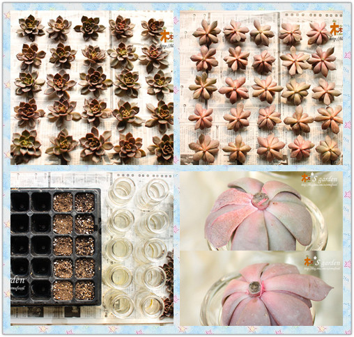 多肉植物生根实验