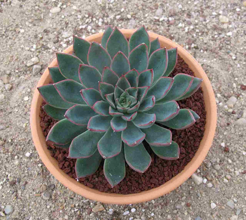 无根多肉植物上盆步奏四