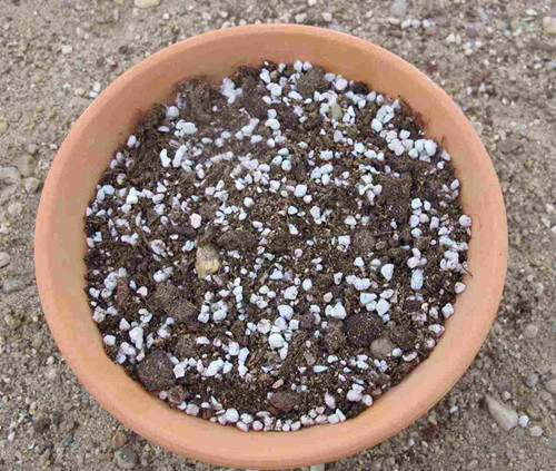 无根多肉植物上盆步奏二