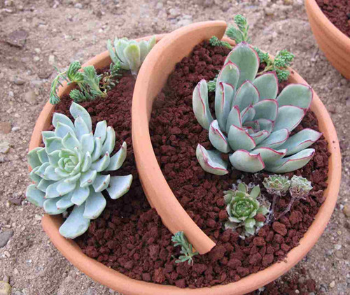 无根多肉植物上盆步奏五
