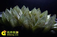 多肉植物如何浇水避免烂根