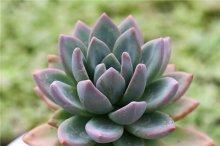 紫色象牙 xSedeveria &#8216;Purplish Ivory&#8217;