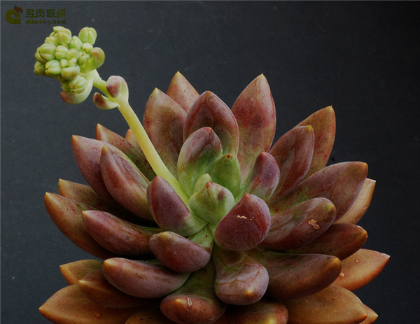 x Graptoveria 