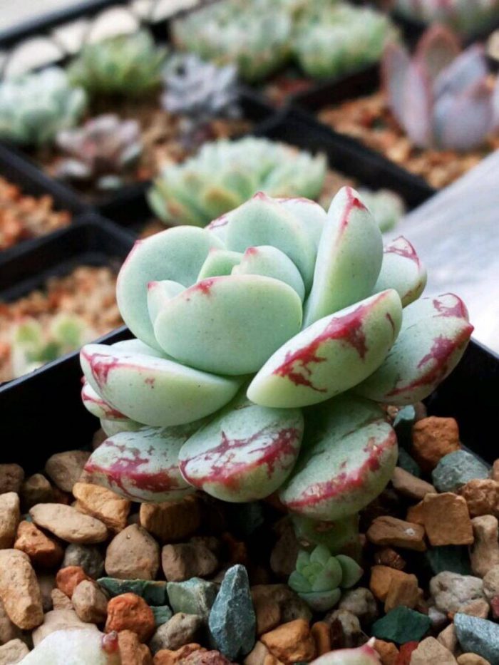 香草比斯 x Sedeveria ‘Pudgye’