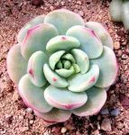 香草比斯 x Sedeveria ‘Pudgye’