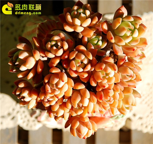 橘粉色的马库斯,迷人极了-1
