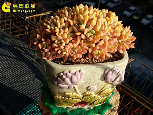 橘粉色的马库斯,迷人极了-2