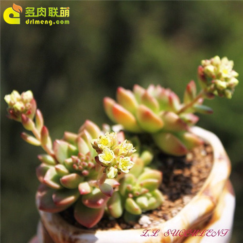 马库斯开花-1