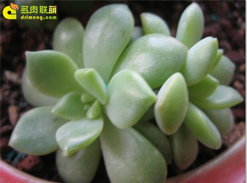 泛绿的马库斯