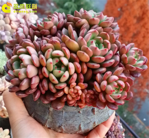 同一盆红宝石的前后对比