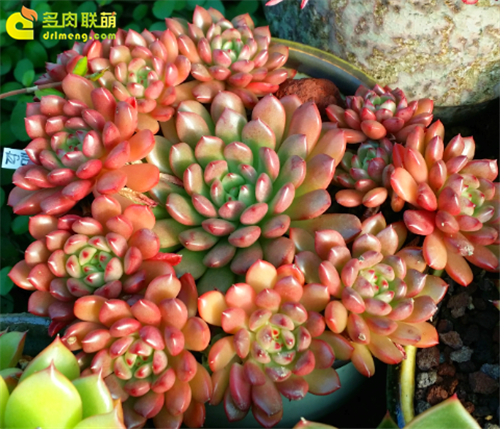 半红绿的红宝石也另有迷人之处-2
