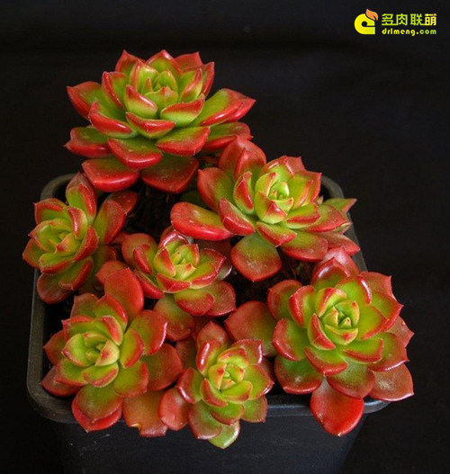 红如焰火的蒂亚