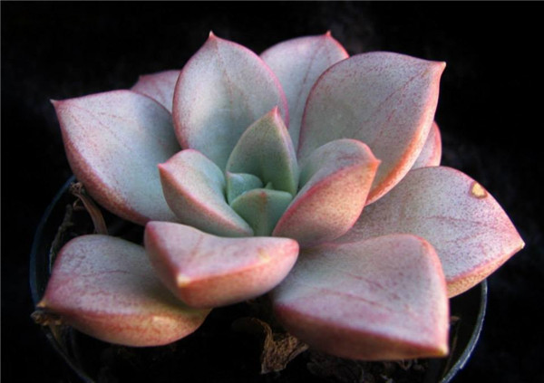 阿拉伦宝石 xGraptoveria Araluen Gem